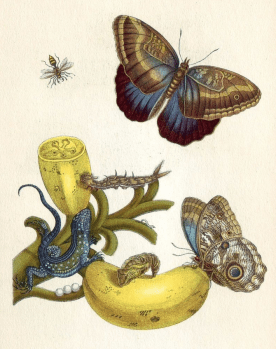 Merian - Das kleine Tropenwunder - Glarean Magazin