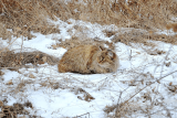 Ruhende Katze im Winter-Schnee - Glarean Magazin