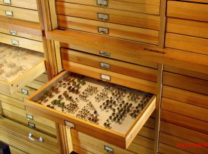 Die Käfersammlung von Ernst Jünger in Wilfingen