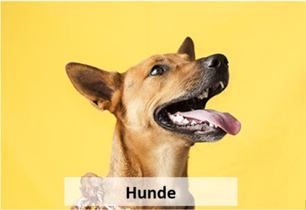 Hunde