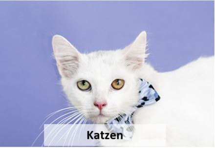 Katzen