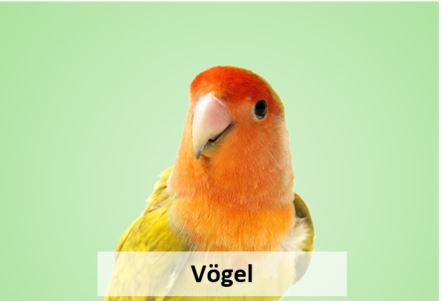 Vögel