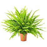 AIRY Schwertfarn Zimmerpflanze, Nephrolepis exaltata . Verbessert Raumklima und Luftqualität. Passend zum AIRY Luftreiniger.
