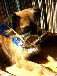 Zwetschke mit Brille