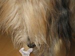 Brilli frisst die Lose nach der Ziehung