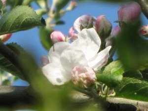 Wilder Apfelbaum - Blueten