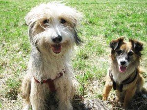 Brilli und Zwetschke