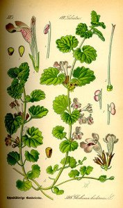 283px-Illustration_Glechoma_hederacea0