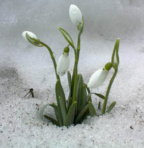 Ein Frühlingsbote: schneeumgebenes Schneeglöckchen, Blüten noch ungeöffnet