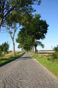Allee bei Sztynort