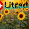 Frühstückssendung