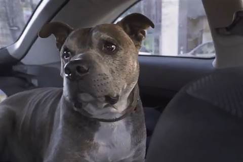 Massachusetts nonprofit helps keep dogs in the family