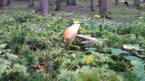 Der Gefallene