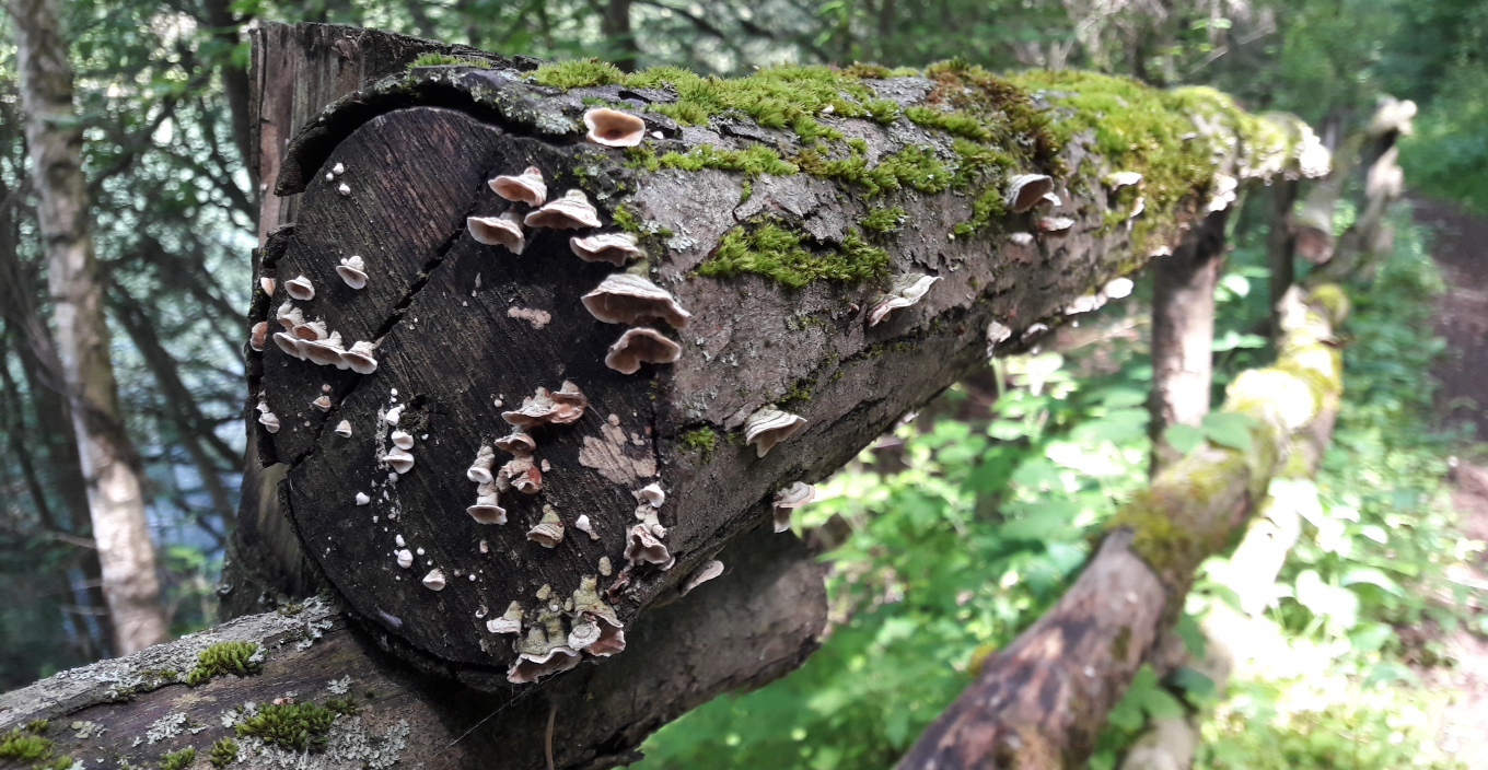 Waldspaziergang I