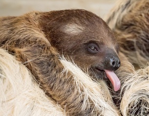 Faultierbaby