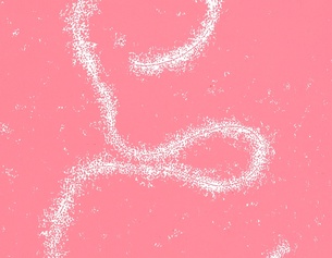 Grafik "Haar-Monotypie in Rosa-Variationen" (Ausschnitt)