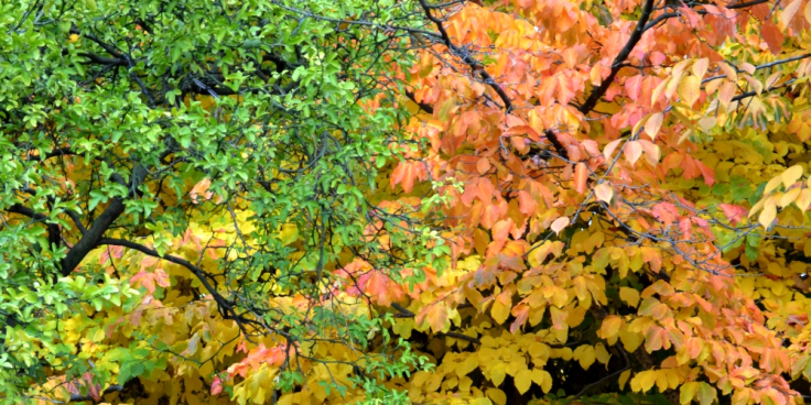 herbst