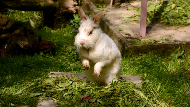 ostern (ck)