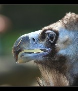 Schräge Vögel