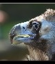 Schräge Vögel