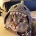 kitty_montamer