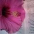 HibiscusFlower