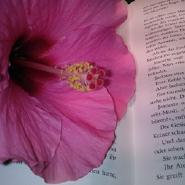 HibiscusFlower