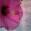HibiscusFlower