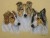 odenwaldcollies