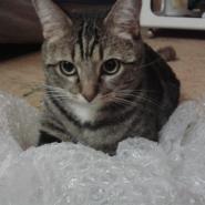 Ginevra