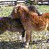 black_horse