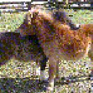 black_horse