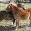 black_horse