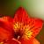 Tigerlily04