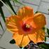 multiflower