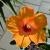 multiflower