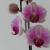 orchidee25