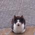katze267