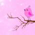 Palu_Sweet_Birds