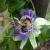 une_fleur