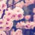 ShyRose