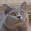 MademoiselleMeow