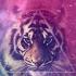 SweetTiger