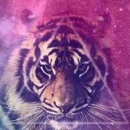 SweetTiger