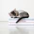 Booklove123