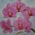 Josefine_