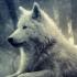 Wolf-Eyes