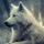 Wolf-Eyes