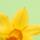 Florah