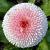 Bellis-Perennis
